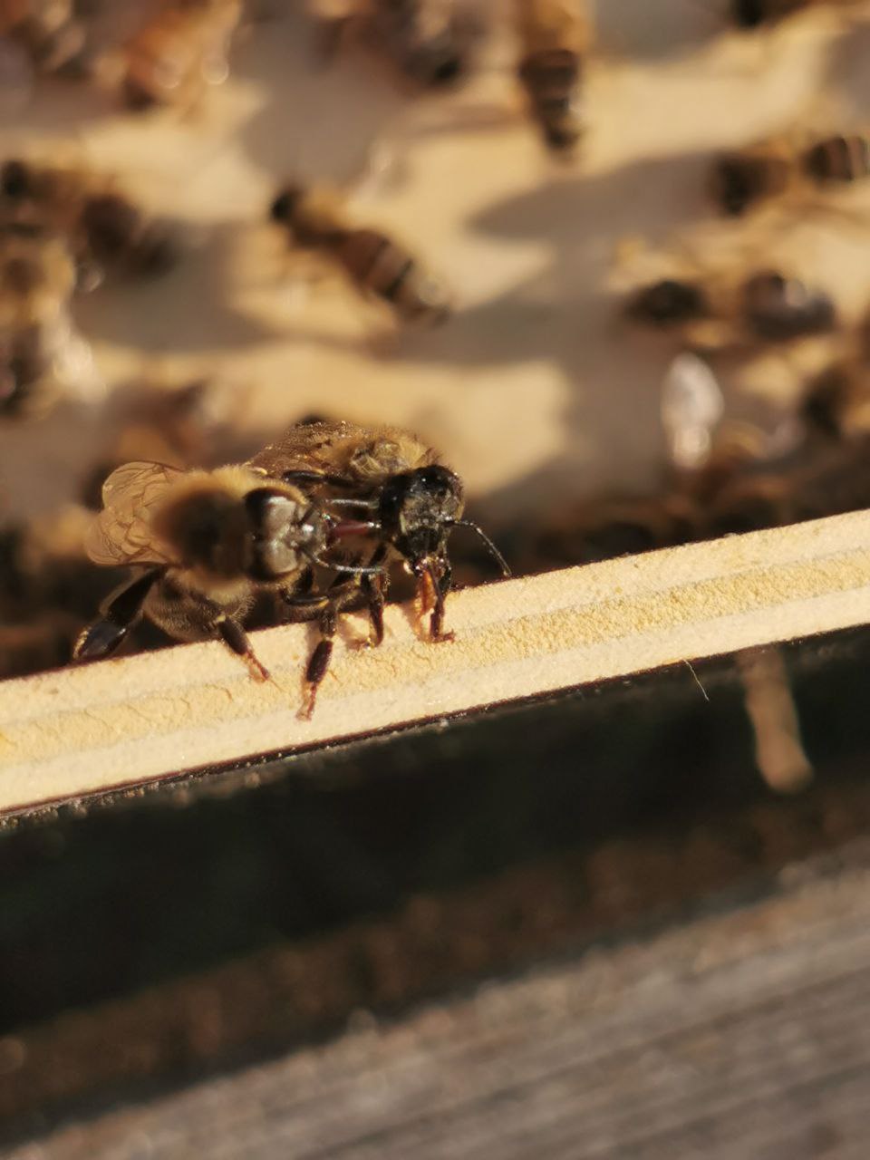 Macro view of bees working on a honeycomb, showcasing intricate hexagonal patterns.
